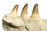 Partial Mosasaur Jaw with Seven Teeth - Morocco #225330-3